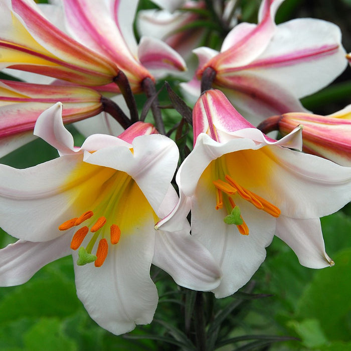 Regale LILY Trumpet Lily(3 bulbs) highly fragrant - Caribbeangardenseed