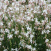 White Gaura.Flowers Seed, (Gaura Lindheimeri) Perennial - Caribbeangardenseed