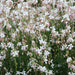 White Gaura.Flowers Seed, (Gaura Lindheimeri) Perennial - Caribbeangardenseed