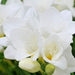 Freesia Bulbs-Double White (Fragrant) Excellent cut flowers - Caribbeangardenseed