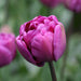 Tulip double flag, Double" bloom,NOW SHIPPING - Caribbeangardenseed