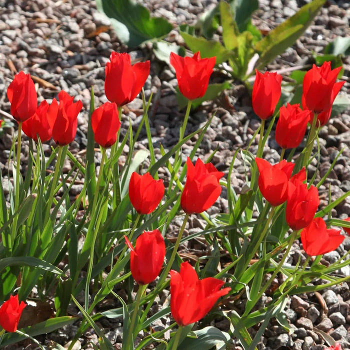 Species Tulip bulbs, 'Red Hunter' - Caribbeangardenseed