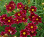 Dwarf Red ,Plains Coreopsis (Coreopsis tinctoria) Flowers Seed - Caribbeangardenseed