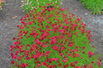 Dwarf Red ,Plains Coreopsis (Coreopsis tinctoria) Flowers Seed - Caribbeangardenseed