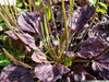 Red-leaved Plantain SEEDS, PERENNIAL Herb/Flowers - Caribbeangardenseed