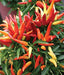 POINSETTIA PEPPER, Hot,ORGANIC,Resemble a poinsettia flower,Edible,Ornamental! - Caribbeangardenseed