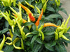 POINSETTIA PEPPER, Hot,ORGANIC,Resemble a poinsettia flower,Edible,Ornamental! - Caribbeangardenseed