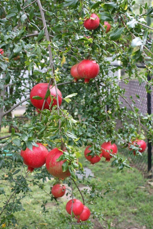 Pomegranate tree Seeds - Punica granatum, easy to grow , Great For making Jams! - Caribbeangardenseed