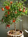 Pomegranate tree Seeds - Punica granatum, easy to grow , Great For making Jams! - Caribbeangardenseed