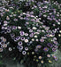 AsterFlowers Seeds,Pompon Blue Moon -Tall Pompon - Caribbeangardenseed