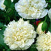 Cream peony poppy Seeds - GIANT DOUBLE FLOWERS ! - Caribbeangardenseed