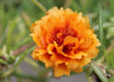 PORTULACA Moss rose- DOUBLE ORANGE, Great In Containers ! Wonderful drought tolerance of this low growing annual flower. - Caribbeangardenseed