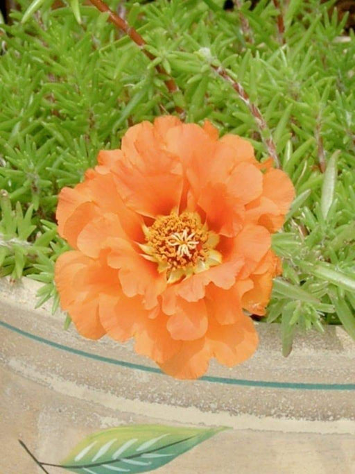 PORTULACA Moss rose- DOUBLE ORANGE, Great In Containers ! Wonderful drought tolerance of this low growing annual flower. - Caribbeangardenseed