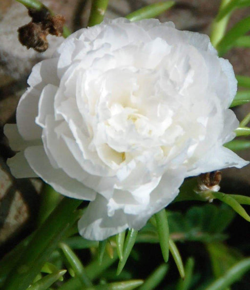 PORTULACA Moss rose DOUBLE White , Great In Containers ! - Caribbeangardenseed