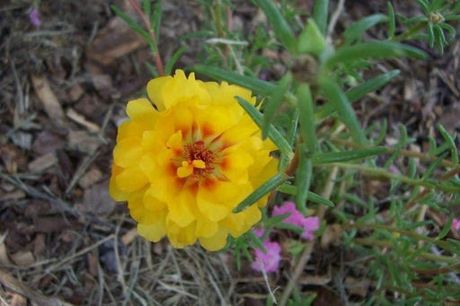 PORTULACA Moss rose DOUBLE,YELLOW , Great In Containers ! - Caribbeangardenseed