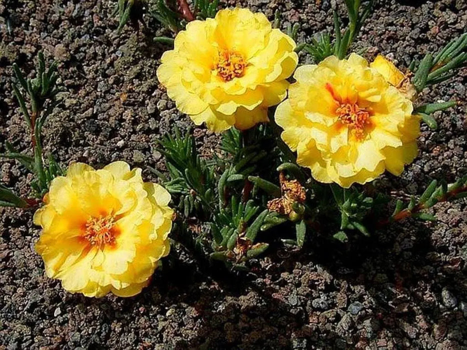PORTULACA Moss rose DOUBLE,YELLOW , Great In Containers ! - Caribbeangardenseed