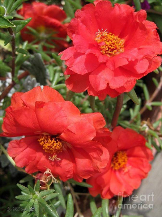 Portulaca , Moss Rose~RED,display of long-lasting, tropical color. Great In Containers ! - Caribbeangardenseed