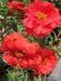 Portulaca , Moss Rose~RED,display of long-lasting, tropical color. Great In Containers ! - Caribbeangardenseed