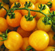 Potted Sun Gold Tomato seeds,HEIRLOOM Cherry Tomato - Caribbeangardenseed