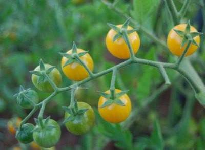 Potted Sun Gold Tomato seeds,HEIRLOOM Cherry Tomato - Caribbeangardenseed