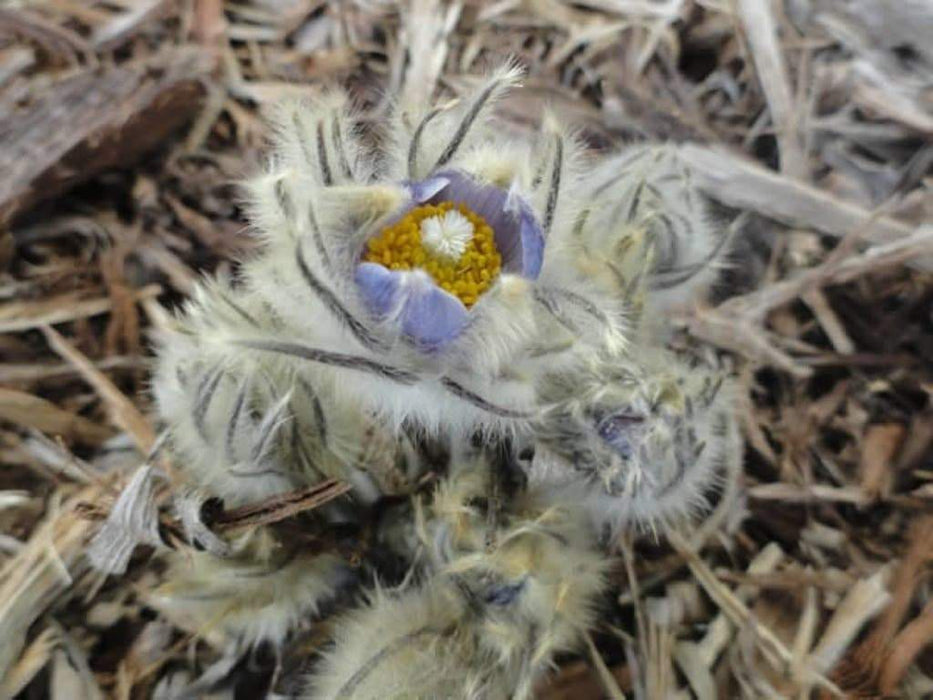 Pasque FlowerSeeds - Anemone patens wolfgangiana, South Dakota state flower ! - Caribbeangardenseed
