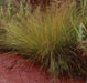 Prairie Dropseed (Sporobolus heterolepis) Ornamental Grass Seeds, Perennial - Caribbeangardenseed