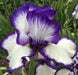 Presby's Crown Jewel Reblooming Bearded Iris, Perennial Bareroot Plant - Caribbeangardenseed