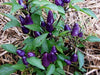 Pretty In Purple Pepper Seeds~ EDIBLE/ORNAMENTAL, Capsicum annum - Caribbeangardenseed