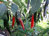 Prik Chi Faa, Chili Pepper seeds, Capsicum annuum ,Asian Vegetable - Caribbeangardenseed