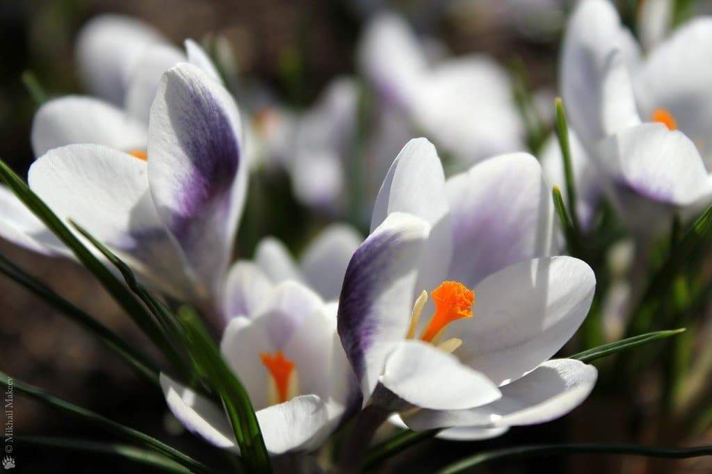 Prins Clause Crocus , Fall Planting Bulb - Caribbeangardenseed