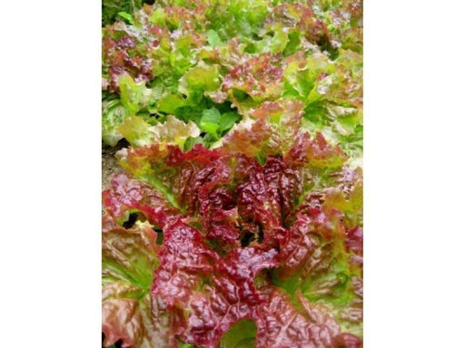 Prizehead Looseleaf Lettuce, VEGETABLE SEEDS - Caribbeangardenseed