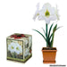 holiday Amaryllis Assorted Pre-potted (Growing Kit - Bulb/Pot/Soil) - Caribbeangardenseed