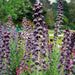 Fritillaria persica, Plum Bells (1 Bulb) One of most gorgeous looking flower - Caribbeangardenseed