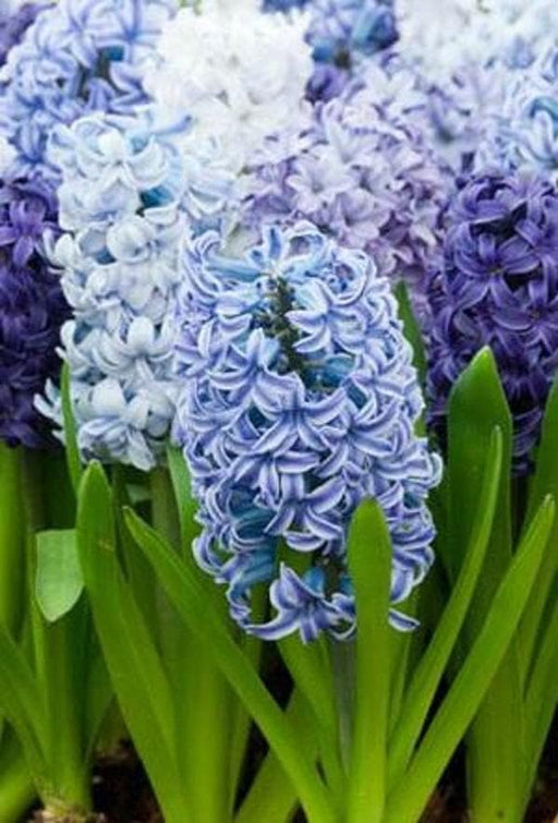 Hyacinth Bulbs, Delft Blue Mix, COLD HARDY - Caribbeangardenseed