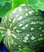Pumpkin Seeds-(Cucurbita moschata) Calabaza, AKA, Jamaican Pumpkin - Winter Squash - Caribbeangardenseed
