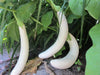 White Long Eggplant Seeds - Asian Vegetable - Caribbeangardenseed