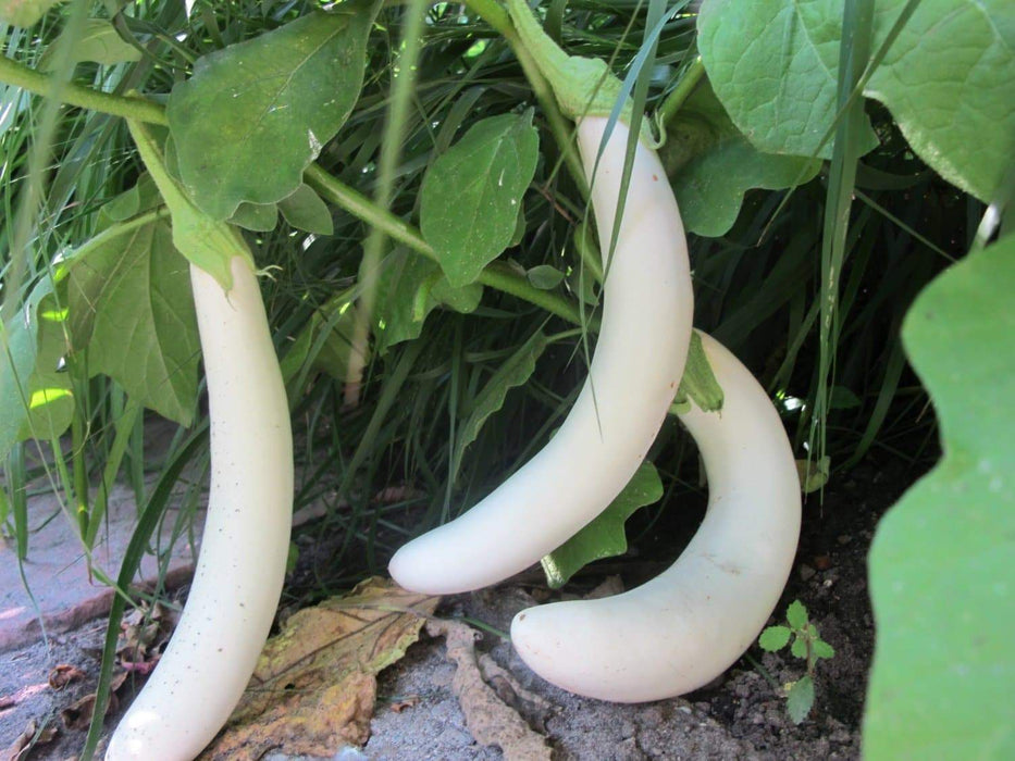 White Long Eggplant Seeds - Asian Vegetable - Caribbeangardenseed
