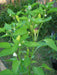 Purira Pepper SEEDS (Capsicum frutescens) HOT - Caribbeangardenseed