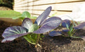Purple Baby Pak Choi SEEDS-Asian Vegetable - Caribbeangardenseed