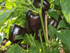 PURPLE BEAUTY PEPPER seeds (Sweet Mild Bell Pepper) Capsicum Annuum - Caribbeangardenseed