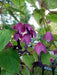 Purple Bell Vine (Rhodociton Atrosanguineus) - exotic flowers vine - Caribbeangardenseed