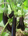 Long Purple eggplant Seeds, Asian Vegetable - Caribbeangardenseed