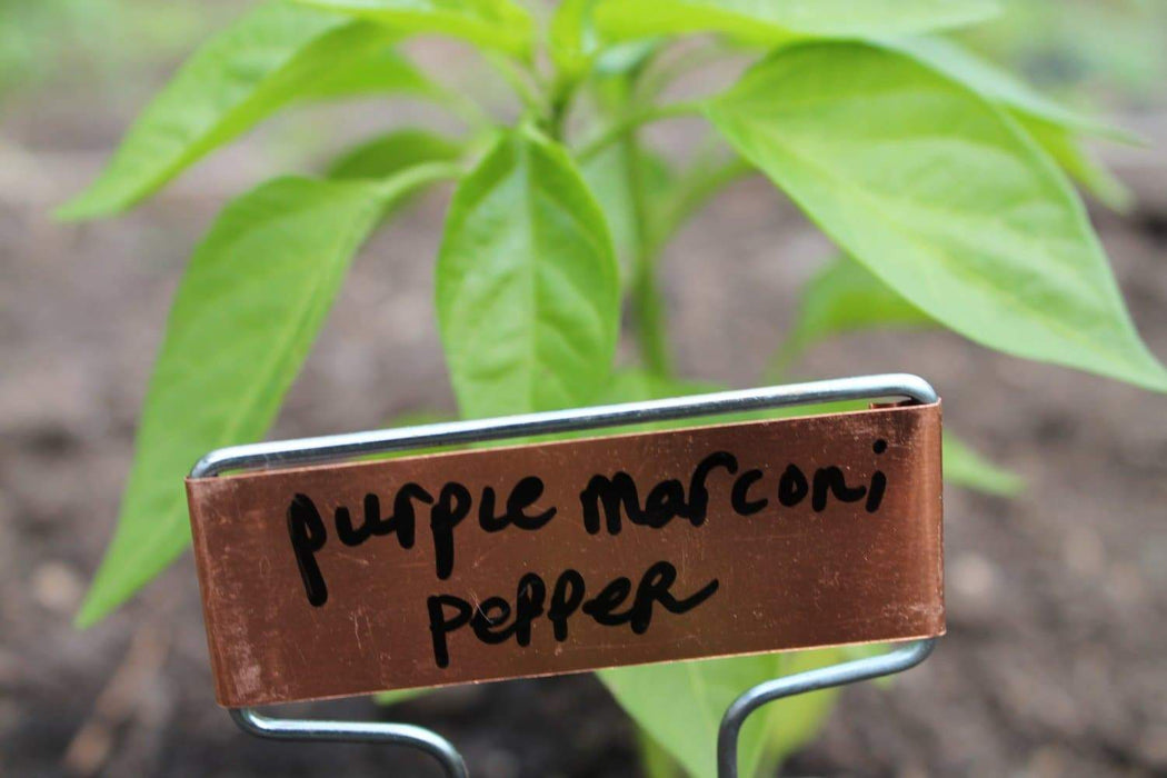 MARCONI PURPLE , Italian Pepper SEEDS-Capsicum annuum , - Caribbeangardenseed