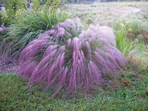 Purple Muhly Grass,Also known as Gulf Muhly Grass - Caribbeangardenseed