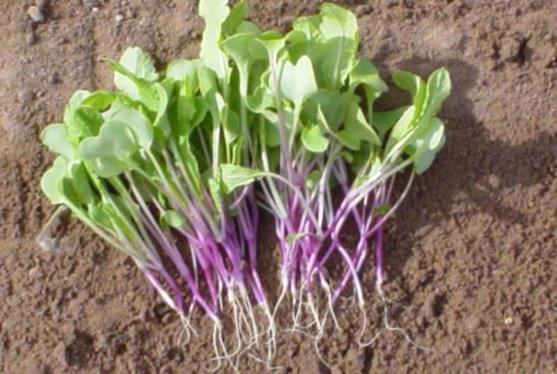 Purple stem Radish SEEDS (Sprouts / Microgreen) Asian Vegetable - Caribbeangardenseed