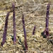 Asparagus Crown, ASPARAGUS PURPLE PASSION Roots, Garden Vegetable - Caribbeangardenseed