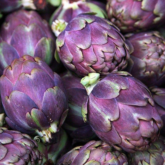 Artichoke Purple Romagna - Perennial vegetable - Caribbeangardenseed