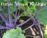 Kohlrabi Purple Vienna-KOHL RABI - Heirloom VEGETABLE SEEDS - Caribbeangardenseed