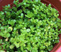 GREEN Purslane Seeds - Succulent Herb - Caribbeangardenseed