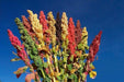 Quinoa plant Seeds - Chenopodium quinoa - Brightest Brilliant Rainbow - Caribbeangardenseed